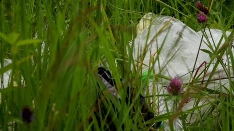 Plastic bags, plastic bottles lying on the grass, pollution of nature Stock Footage 133445274