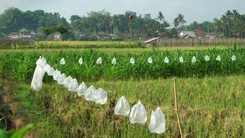 Plastic bags in the rice fields Stock Footage 263832322