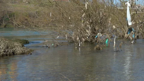 Plastic bags stuck on tree branches 動画素材 236805537