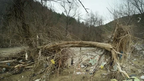Plastic bags tangled in the branches of a tree on the river bank. Stock Footage 188147532