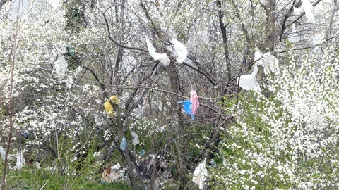 Plastic bags on the tree and garbage around Stock Footage 88196773
