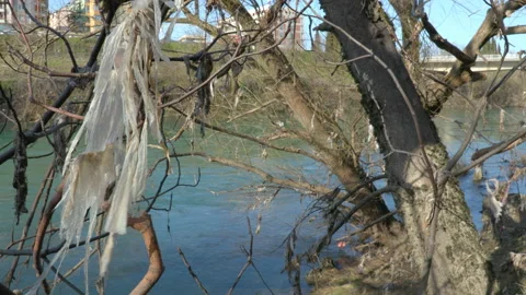 Plastic bags on tree branches by the river 動画素材 236851317