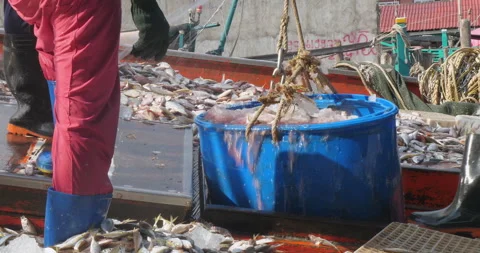Plastic barrel filled with ice and freshly caught fish from the boat Stock Footage 274462095