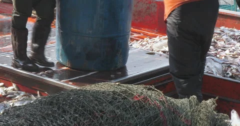 Plastic barrel filled with ice and freshly caught fish from the boat Stock Footage 274462516