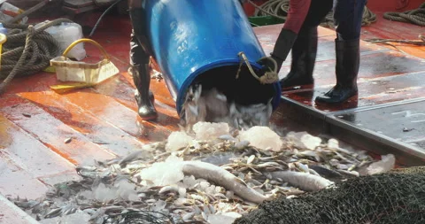 Plastic barrel filled with ice and freshly caught fish is being unloaded on boat Stock Footage 276039298