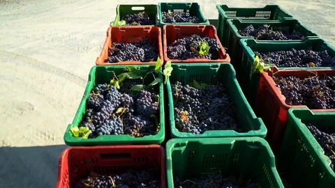 Plastic baskets full of red grapes being transported on the truck to the wine 스톡 동영상 99490688