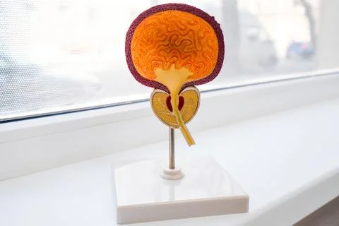 Plastic bladder in the doctor's office. Visual material for the urologist Stock Photos