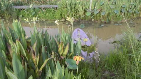 Plastic boats and flowers fields in the garden Stock Footage 158465695