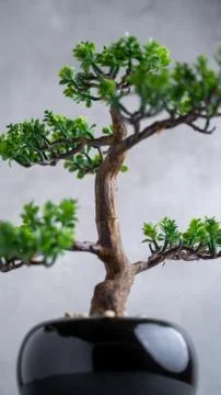 Plastic Bonsai Tree (artificial) with a small pot on a gray background. Stock-Fotos