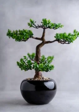 Plastic Bonsai Tree (artificial) with a small pot on a gray background. Stock Photos