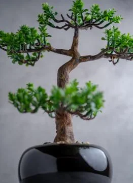 Plastic Bonsai Tree (artificial) with a small pot on a gray background. 写真素材