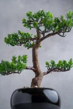 Plastic Bonsai Tree (artificial) with a small pot on a gray background. 写真素材