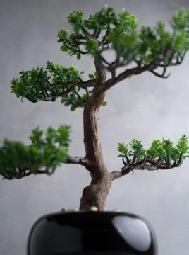Plastic Bonsai Tree (artificial) with a small pot on a gray background. 写真素材
