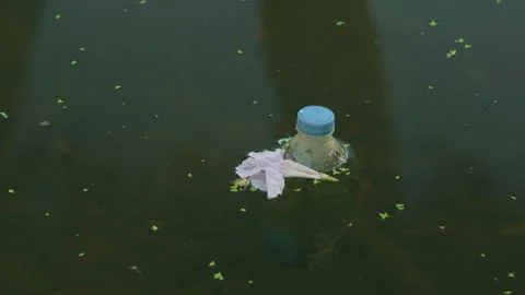 Plastic Bottle and Flower Floating in Murky Pond Water Static Shot Stock Footage 329275336