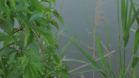 Plastic bottle and other garbage in a clean pond. Stock Footage 155151998