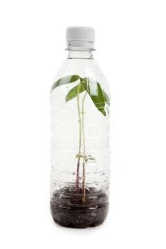 Plastic bottle and Sprout 스톡 사진