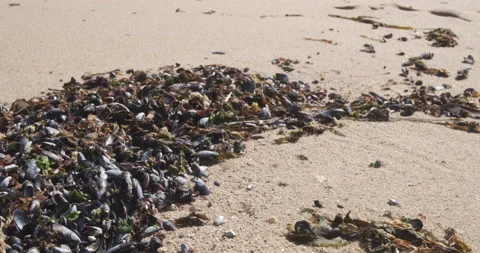 Plastic bottle on beach, lying on top of mussels on the sand Stock Footage 132017324