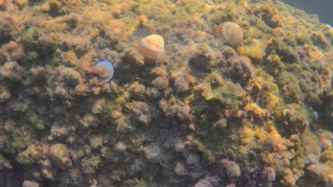Plastic bottle cap on the seabed next to seashells, showing marine pollution and Stock Footage 343430978
