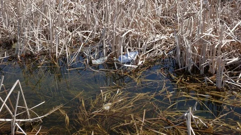 Plastic bottle in a clean small pond Stock Footage 105555718