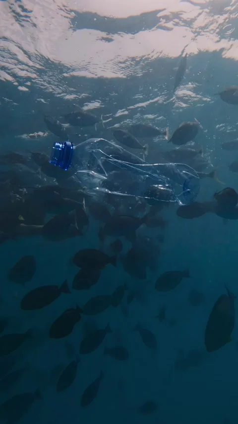 A plastic bottle drifts in the blue sea water, surrounded by fish Stock Footage 319954571