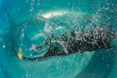 Plastic bottle falling into the water making splashes and spraying drops Stock Photos