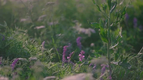 Plastic bottle falls into grass polluting nature in park. Man littering by throw Stock Footage 222836448