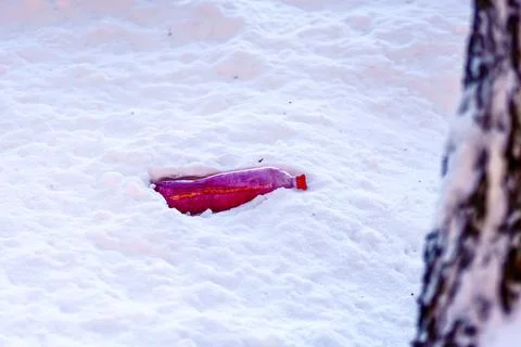 Plastic bottle filled with red liquid lying in the snow Stock Photos