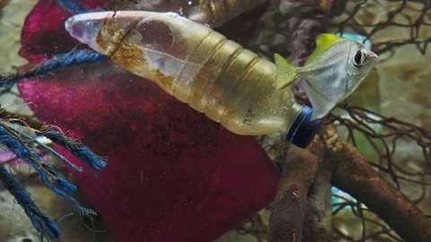 Plastic bottle with fish, pollution that floats in the ocean. Video stock 168821205