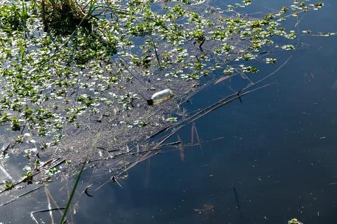 Plastic bottle floating among aquatic plants on pond Stockfoto's