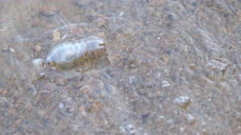 Plastic bottle floating in the lake Stock Footage 140676706