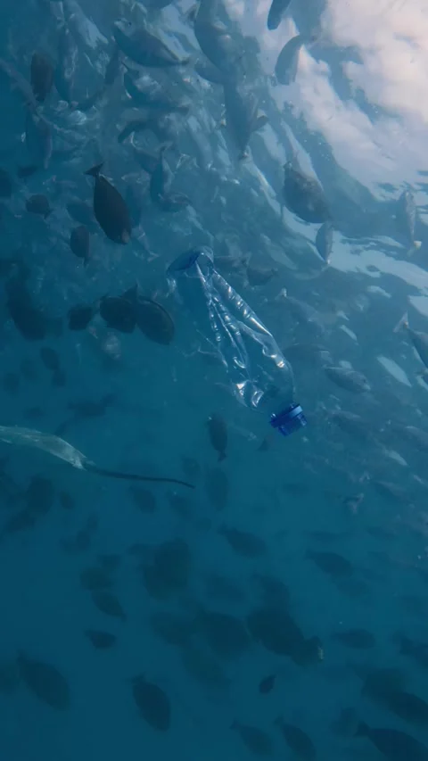 Plastic Bottle Floating Near Stingray in Ocean. Stock Footage 317754497