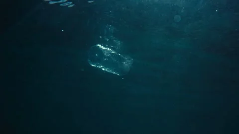 Plastic bottle floating on water Stock Footage 241558018