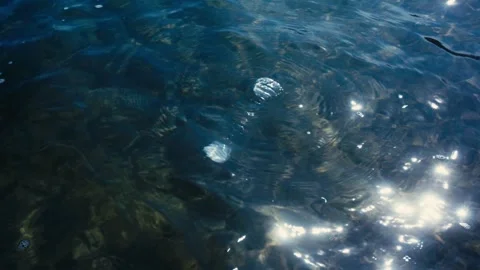 Plastic bottle floating on water surface Stock Footage 241557757