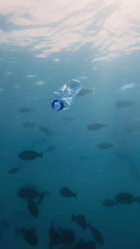 A plastic bottle floats in the ocean, surrounded by fish Stock Footage 315992335
