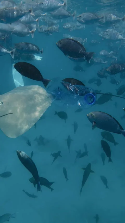 A plastic bottle floats in the ocean surrounded by fish and rays Stock Footage 317754439