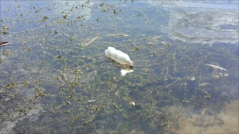 A plastic bottle floats on the surface of a pond Video stock 312250179
