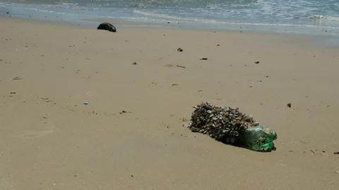 Plastic bottle full of small sea animals on a beach. Stock Footage 87721559