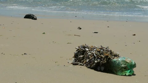 Plastic bottle full of small sea organisms on a beach. Stock Footage 87721581