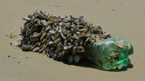 Plastic bottle full of small sea organisms on a beach. Stock Footage 87721600