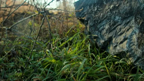 Plastic bottle in grass by stone Видео 165099113