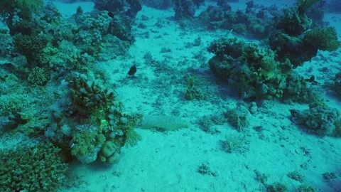 Plastic bottle lies on sandy bottom between corals at depth Stock Footage 243179508