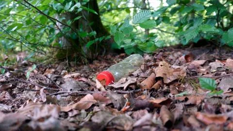 Plastic bottle in the middle of the forest Stock Photos