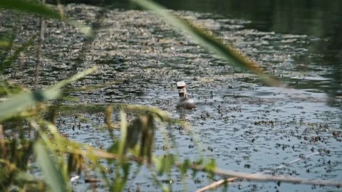 Plastic Bottle Polluting Overgrown Water Video stock 313422261