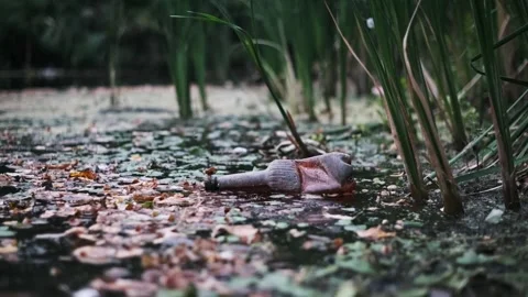 Plastic Bottle Polluting Swamp Stock Footage 284670056