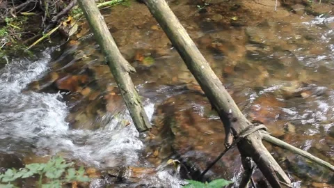 Plastic Bottle Pollution Floating in Clean Forest Stream Water Vídeo Stock 342081723