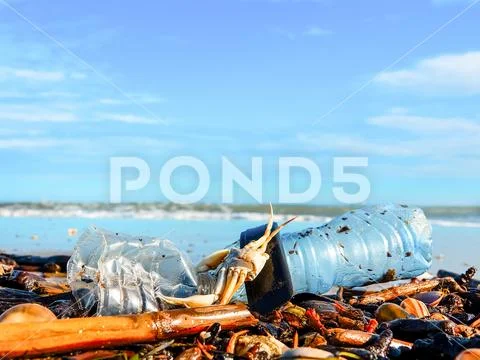 Plastic bottle, seashalls and dead crab on wet sand thrown out by the sea wav Stock Photos