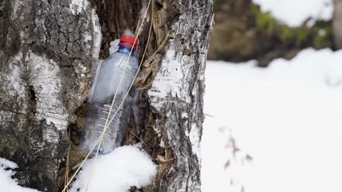 A plastic bottle in the trunk of a tree in the forest, left by vacationers. Stock Footage 304307943