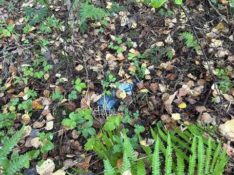 Plastic Bottle Waste in Forest Environment. Stock Photos