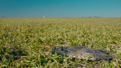 Plastic bottle on the winter wheat field 1 Stock Footage 331787877