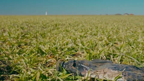 Plastic bottle on the winter wheat field 2 Stock-Footage 331787921